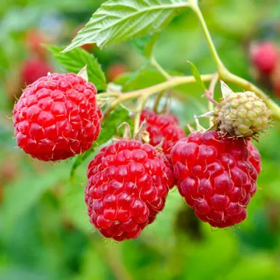 Малина РУБИФОЛ в Вологде