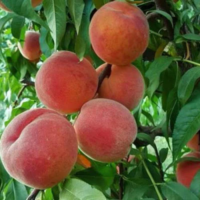 Персик САНКРЕСТ в Вологде