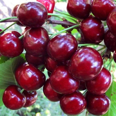 Вишня ЖУКОВСКАЯ в Вологде