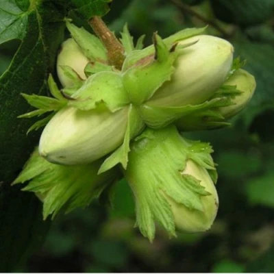 Фундук ТАМБОВСКИЙ ПОЗДНИЙ в Вологде