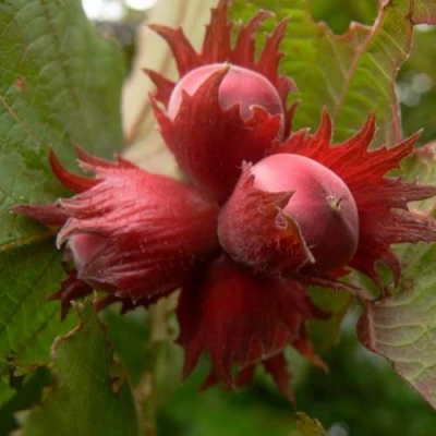 Фундук МОСКОВСКИЙ РУБИН в Вологде