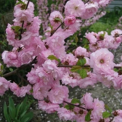 Миндаль ТРЁХЛОПАСТНЫЙ (луизеания) в Вологде