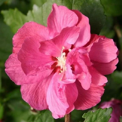 Гибискус ДЮК ДЕ БРАБАНТ сирийский  в Вологде