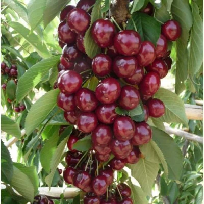 Вишня КОРОЛЕВА колонновидная в Вологде