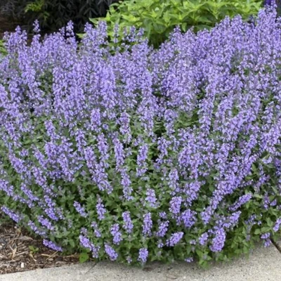 Котовник СИКС ХИЛЛС ГИАНТ в Вологде