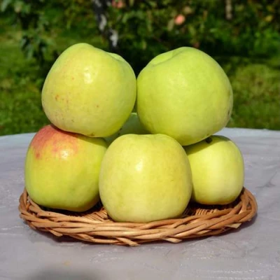 Яблоня БИРСКОЕ ГРУШЕВОЕ (БИЧИК) в Вологде