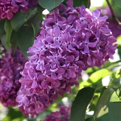 Сирень КАПИТАН ГАСТЕЛЛО в Вологде