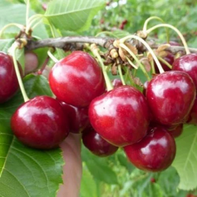 Вишня КОЛОННОВИДНАЯ в Вологде