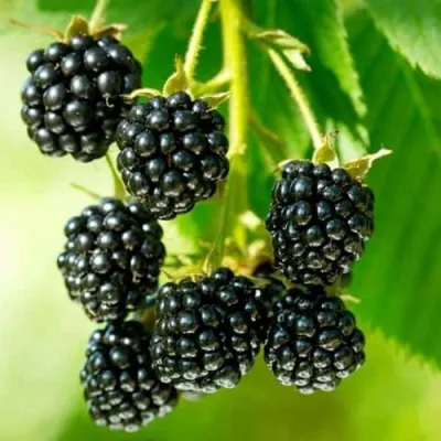 Ежевика КИТАНИНИ бесшипная в Вологде