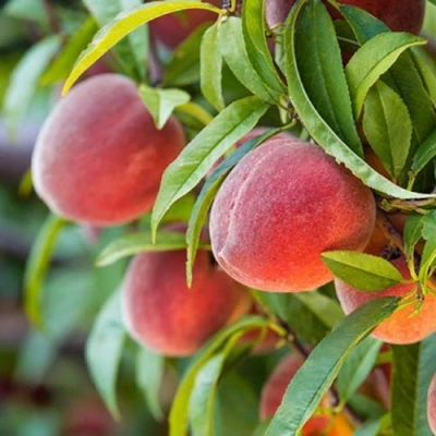 Персик РЭД ХЕВЕН в Вологде