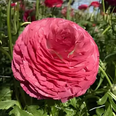 Ранункулюс МЕРКУРИ романс в Вологде