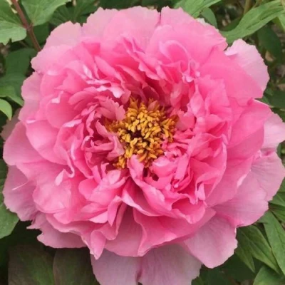 Пион РОЗОВЫЙ ЛОТОС древовидный в Вологде