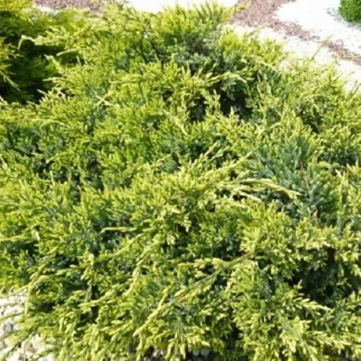 Можжевельник ГОЛД СТАР средний в Вологде