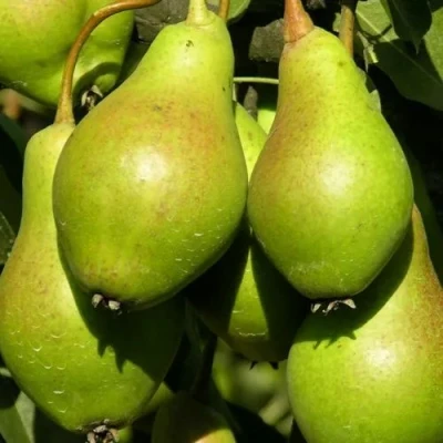 груша Аннушка