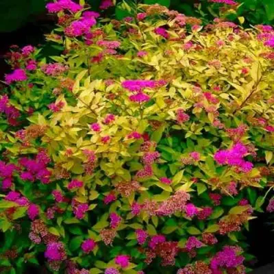 саженцы спиреи голден принцесс