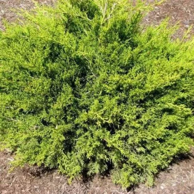 Можжевельник ИЗАБЕЛИН китайский в Вологде