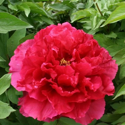 Пион АРОМАТНОЕ ВОСПОМИНАНИЕ древовидный в Вологде