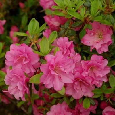 Азалия РОЗИНЕТТА японская в Вологде