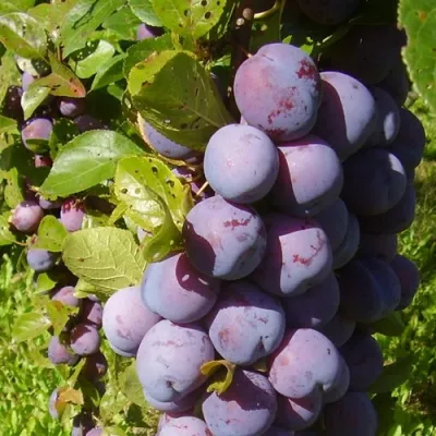 Слива НАГРАДА НЕМАНСКАЯ в Вологде