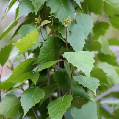 Береза ФАСТИГИАТА повислая  в Вологде