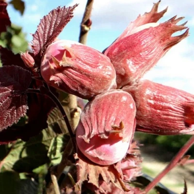 Фундук АЛЫЙ ПАРУС в Вологде