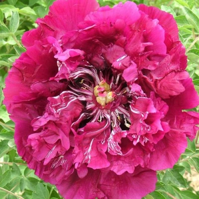 Пион ПУРПУРНЫЙ ОКЕАН древовидный в Вологде