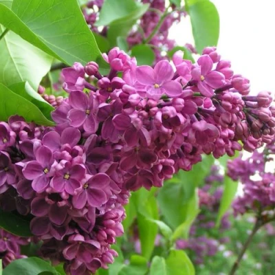 Сирень ДЕНЬ ПОБЕДЫ в Вологде