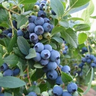 Голубика ЭЛЛИОТ в Вологде