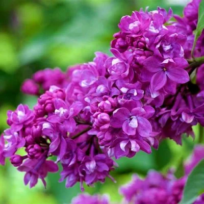 Сирень ОГНИ ДОНБАССА в Вологде