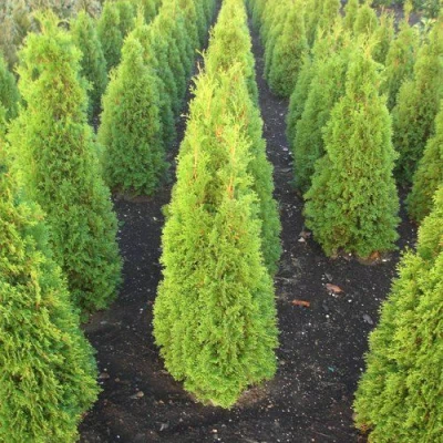 Туя САННИ СМАРАГД западная  в Вологде