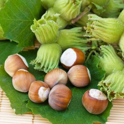 Фундук КРЕПКИЙ ОРЕШЕК в Вологде