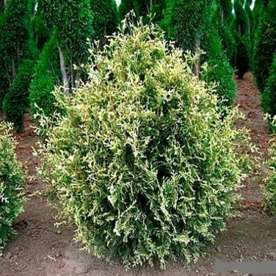 Туя ГОЛД ПЕРЛ западная в Вологде