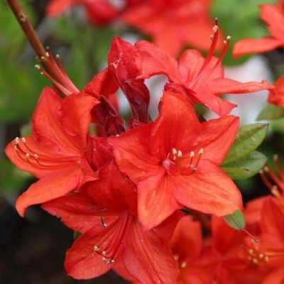 Азалия ПАРКФАЕР листопадная в Вологде