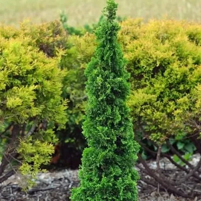 Туя СПИРАЛИС МИНИ западная в Вологде
