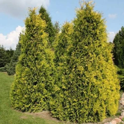 Туя АУРЕОСПИКАТА западная в Вологде
