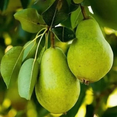 Груша СЕВЕРЯНКА колонновидная в Вологде