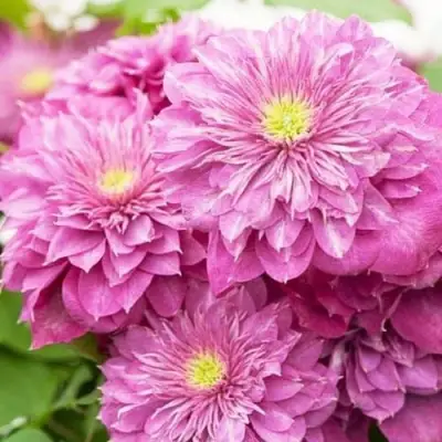 Клематис КАЙЗЕР в Вологде