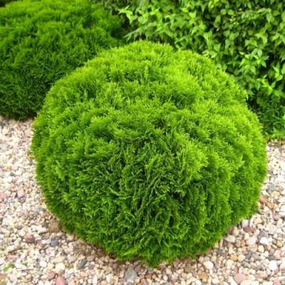 Туя ДАНИКА западная в Вологде