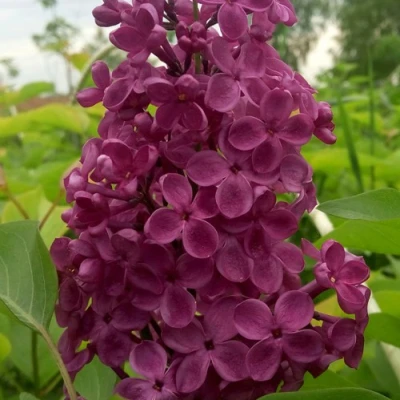 Сирень ИНДИЯ в Вологде