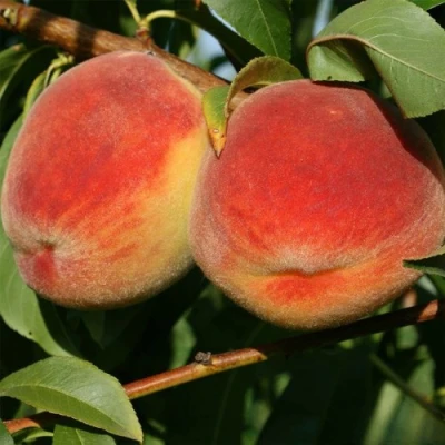 Персик МАРИЯ в Вологде