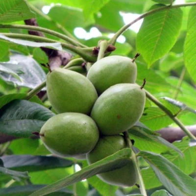 Орех маньчжурский МИЧУРИНЕЦ в Вологде