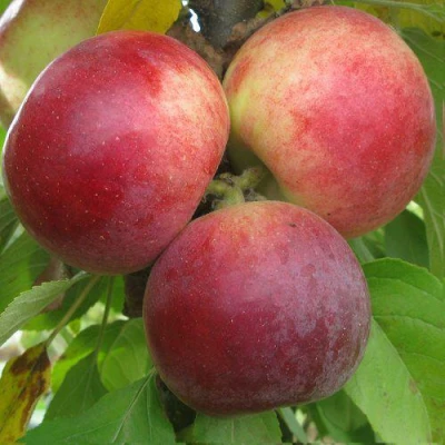 Яблоня БАЛЕРИНА ФЛАМЕНКО колонновидная в Вологде