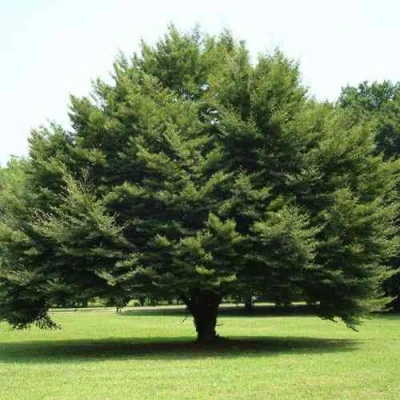 Бук обыкновенный в Вологде