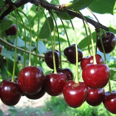 Вишня БЫСТРИНКА в Вологде