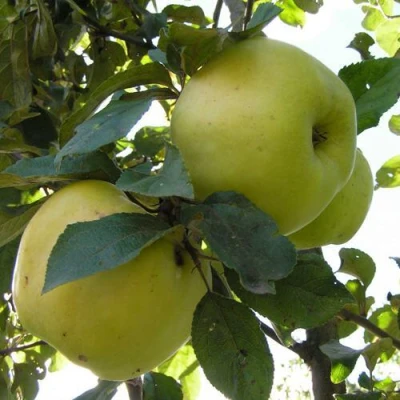 Яблоня Антоновка Обыкновенная в Вологде