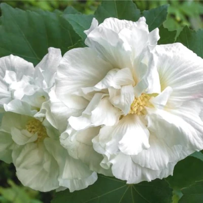 Гибискус АДМИРАЛ ДЕВЕЙ сирийский в Вологде