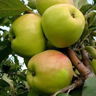 Яблоня БРАТ ЧУДНОГО стелющаяся в Вологде