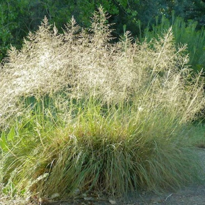 Каплесеменник воздушный в Вологде