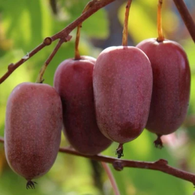 Актинидия ПУРПУРНО САДОВАЯ  аргута в Вологде