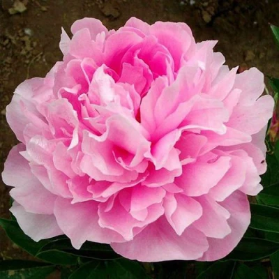 Пион ЛЕТЯЩИЙ ЖУРАВЛЬ травянистый в Вологде